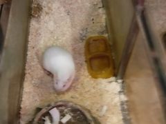 -上海大自然野生昆虫馆(东方明珠·爬宠昆虫探索中心)
