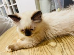 -楼上猫咖(罗湖店)