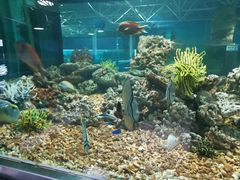 -秦皇岛乐岛海洋王国