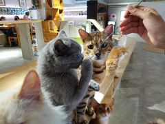 -more than meow吴止猫主题餐厅(承德 中船汇店)