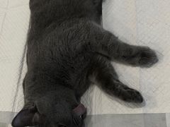 -申普宠物医院·眼科·心内科·影像科(普陀分院)