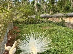 -海南热带野生动植物园