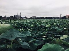 -千龙湖生态旅游度假区