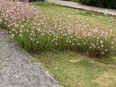 -西京湾花海