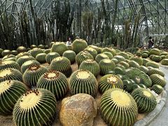 -深圳仙湖植物园