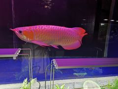 -秦美花卉(天朗·莱茵小城2期店)