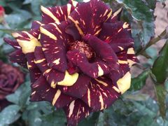 -人民公园(罗湖区)