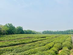 -中国茶叶博物馆(双峰馆区)
