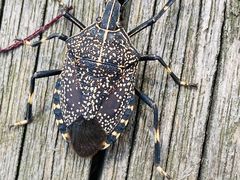 -上海望仙安息园