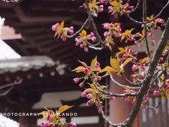 -西安青龙寺遗址景区
