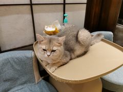 -逗柴咖啡屋·狗咖猫咖宠物桌游
