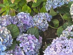 -海悦山庄酒店-花园泳池