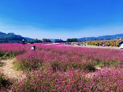 -径山花海