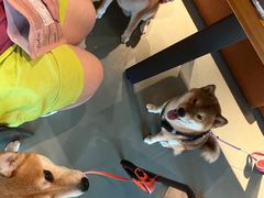 -爪吧宠物乐园·宠物泳池(温榆河示范区店)