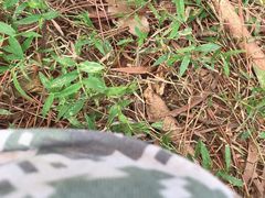 -南宁良凤江国家森林公园