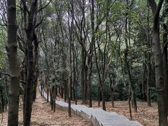 -火炉山森林公园