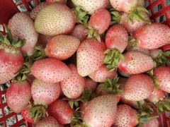 -喜杨洋草莓采摘园