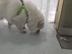 -汪喵宠物医院·骨科心脏影像·犬猫急重症ICU诊疗中心(成华分院)