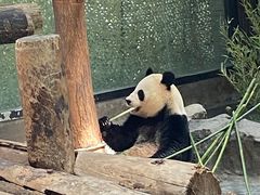 -上海野生动物园