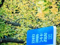 -八大关景区