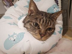 -喜多萌中农锦绣动物医院24H·猫科·牙科MRI·CT