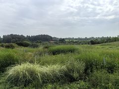 -空港花田景区