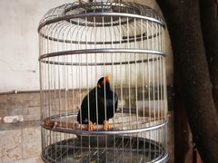 -大鸭梨烤鸭(枣园店)