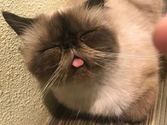 -more than meow吴止猫主题餐厅(承德 中船汇店)