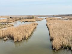 -盐城丹顶鹤湿地生态旅游区