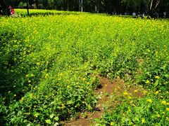 -长白岛森林公园