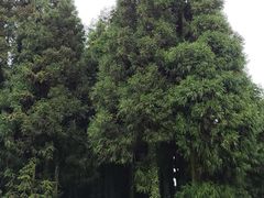 -武陵山森林公园