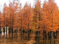 -白鹭湾湿地公园