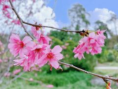 -中国科学院华南植物园