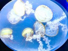 -珠海长隆海洋王国