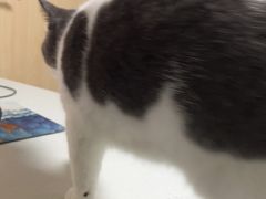 -宠颐生宠物医院外科·内科·皮肤科·影像科(石龙店)