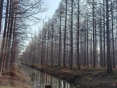 -黄海国家森林公园