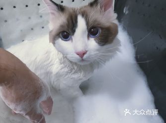 今天小七和kiki的泡泡浴和除底绒~泡泡浴真的是很舒