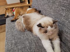 -南京Hallo宠物乐园·哈罗犬舍·柴犬繁育基地