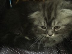 -纳吉亚猫专科动物诊疗中心(蒋宅口分院)
