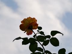 -南翠屏公园