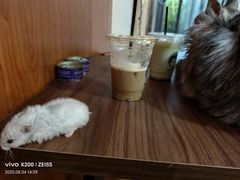 -楼上猫咖(罗湖店)