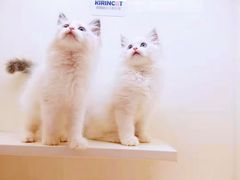 -十年猫舍·猫咪专门店(普陀店)