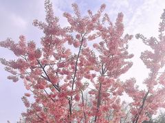 -顾村公园