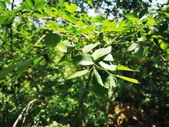 -北京西山国家森林公园