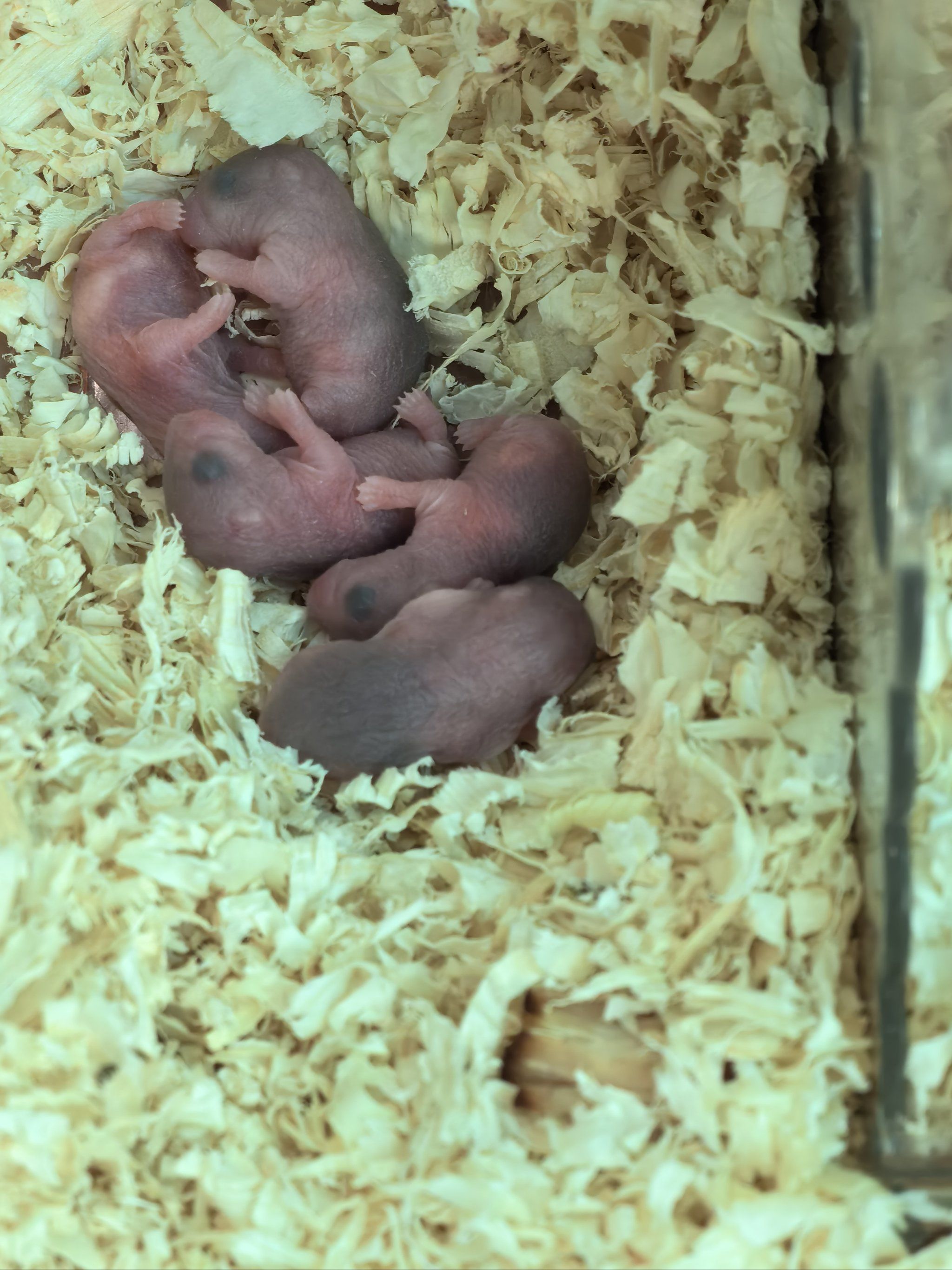 又是一窝小熊猫