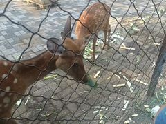 -长白岛森林公园