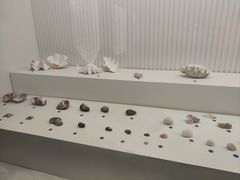 -青岛贝壳博物馆