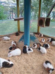 -萌宠亲子动物乐园(槐房万达店)