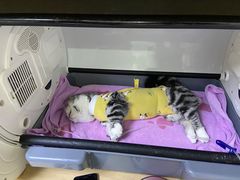 -谐和益家动物医院·免疫绝育·血液透析·宠保定点医院(高新伊藤分院)