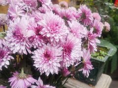 -园林美食城·本土农家菜(杨和镇店)